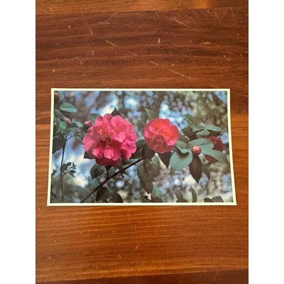 Vintage Butterfly Wings Camellia Postcard – Descanso Gardens, La Cañada Flintrid - Picture 1 of 10